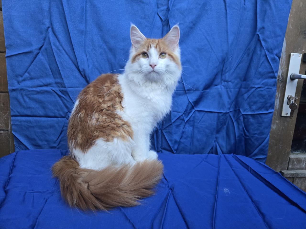 Prachtig maine coon katertje met stamboom