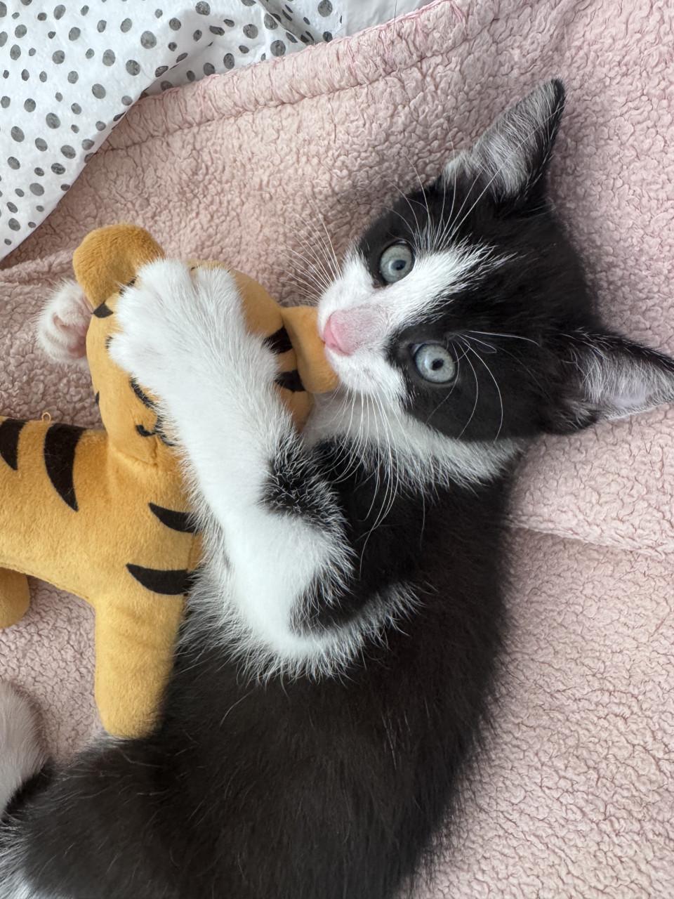 2 lieve kittens zoeken een liefdevol huis