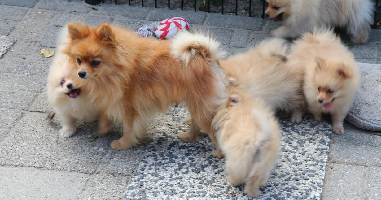 Pomeriaan pups  mogen verhuizen