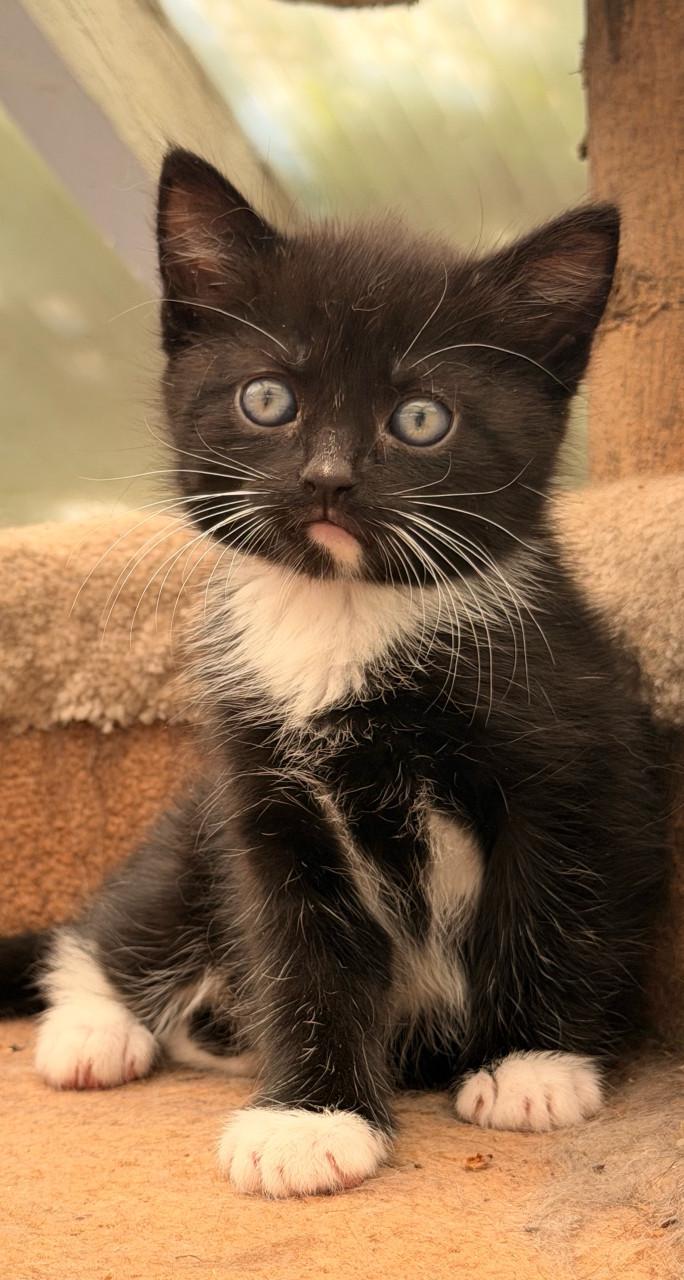 Prachtige kittens