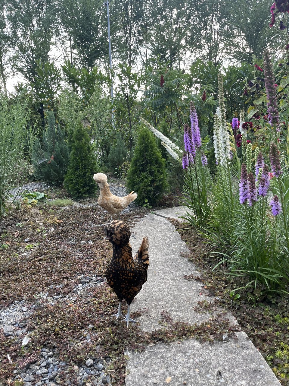 2 hollandse kuifhoenders hen