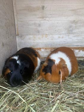 Twee mannetjes cavia