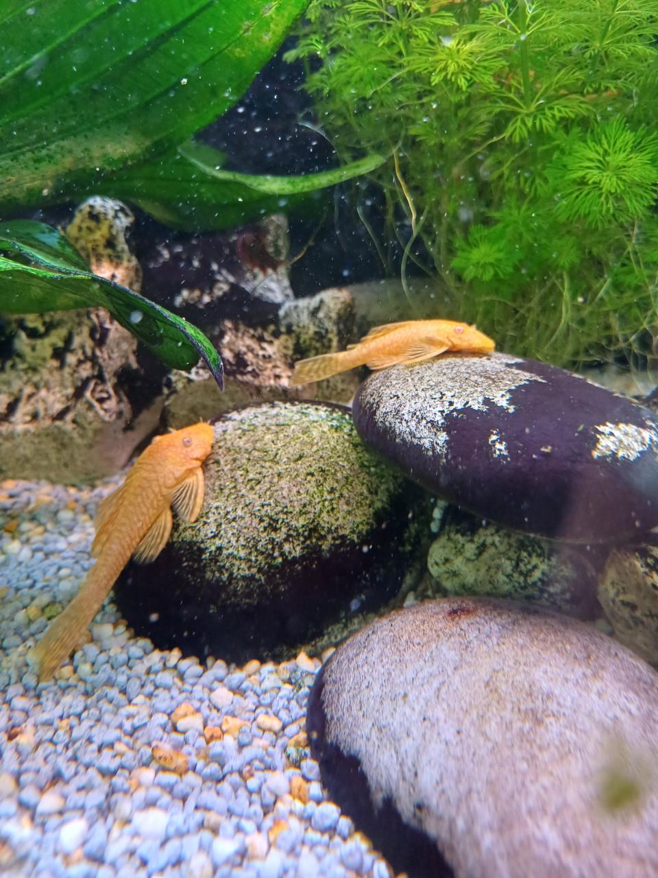 Oranje kleurige algeneters. borstelkoppen, ancistrus gold