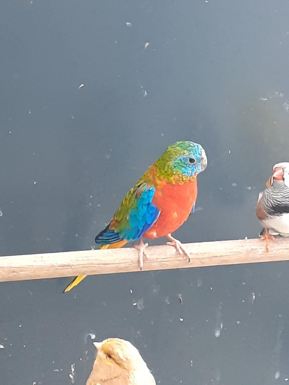 Turquoisineparkieten