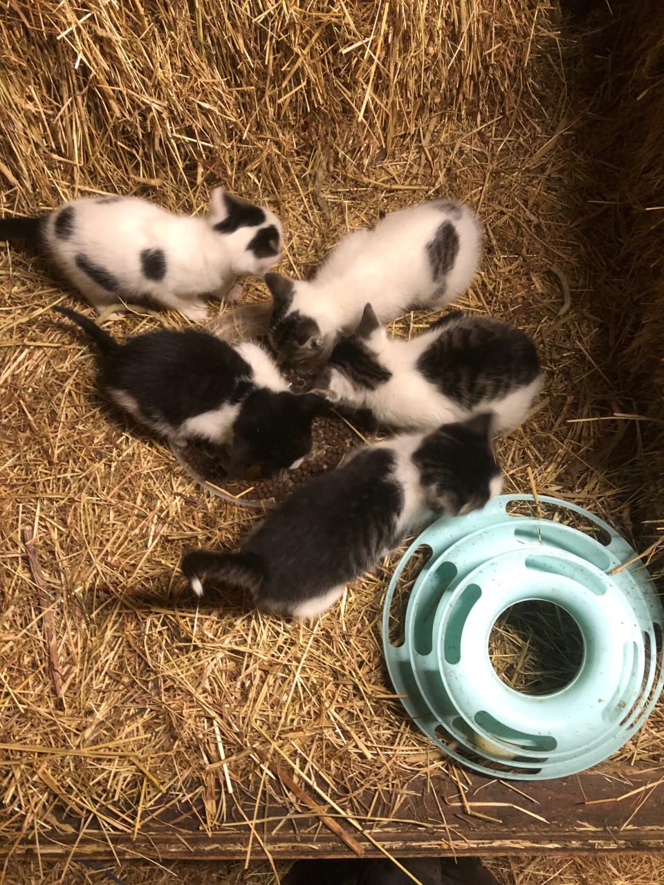 Kittens(nog 2 beschikbaar)