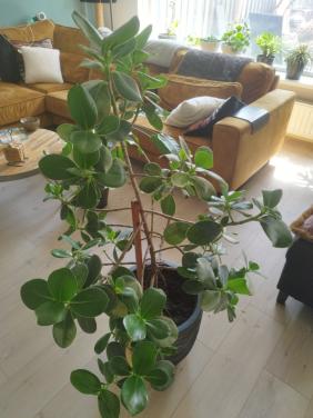Plant