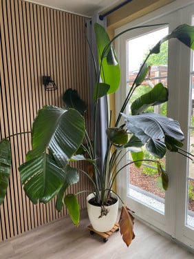 Strelitzia grote kamerplant