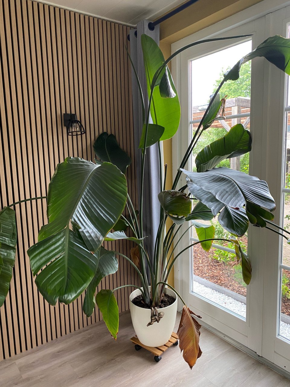 Strelitzia grote kamerplant
