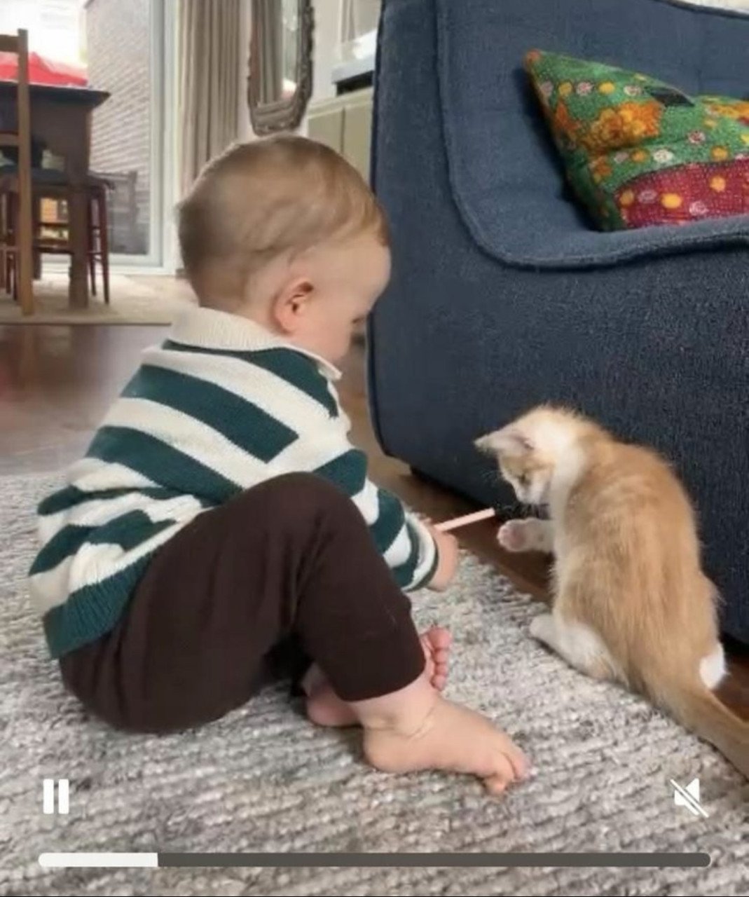 Kittens kruising 💯 Ragdoll x Rode buurtkater ️