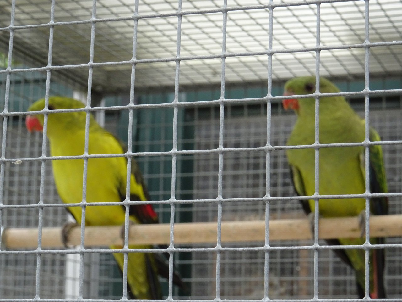 Te koop KOPPEL Bergparkieten geringd broedrijp vaste voetring MAN SP/geel