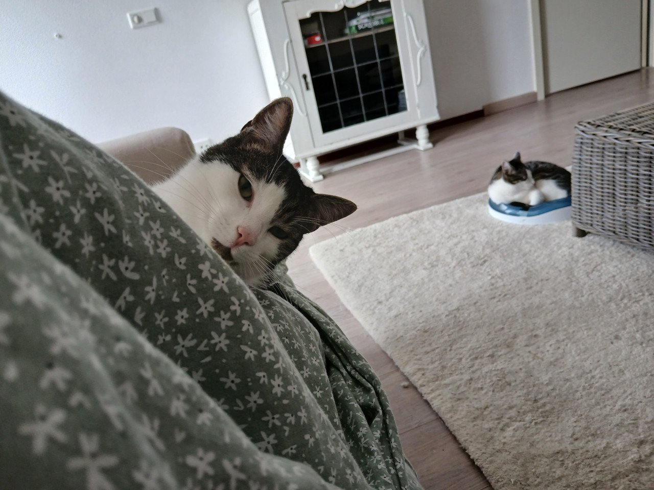 2 katten gecastreerd , gechipped , gevaccineerd , ontwormd