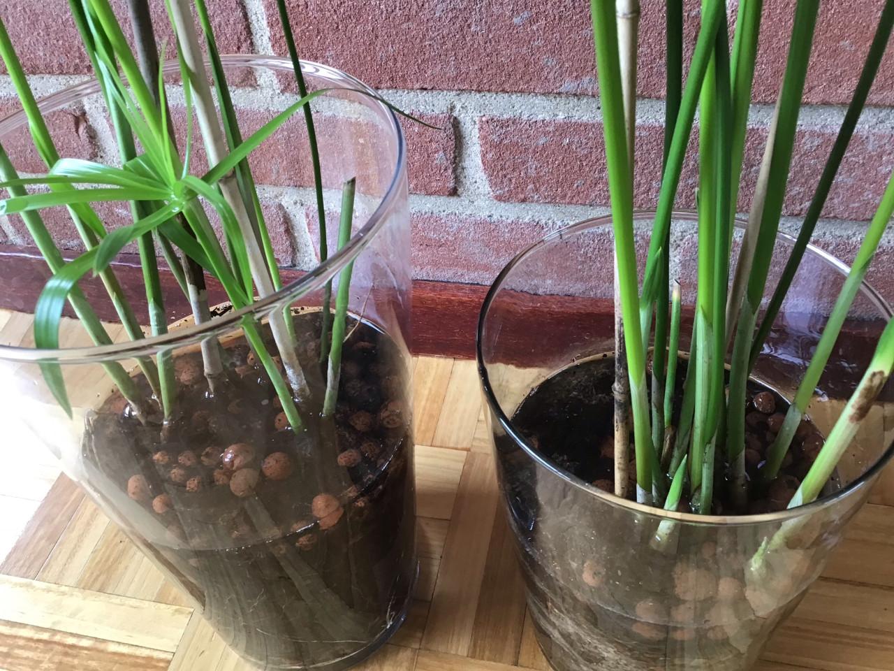 Kamerplant parapluplant