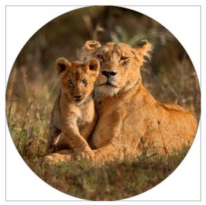 Kabouter met middelvinger Goud decoratie