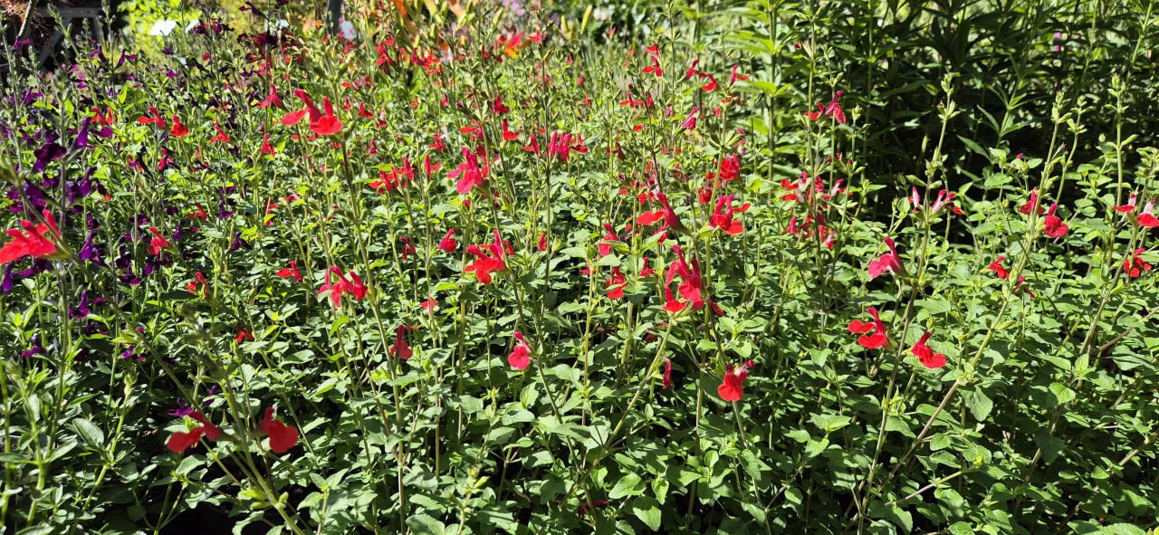 Salvia microphylla Hot Lips