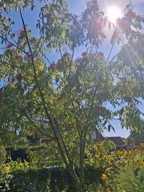 Bijenboom