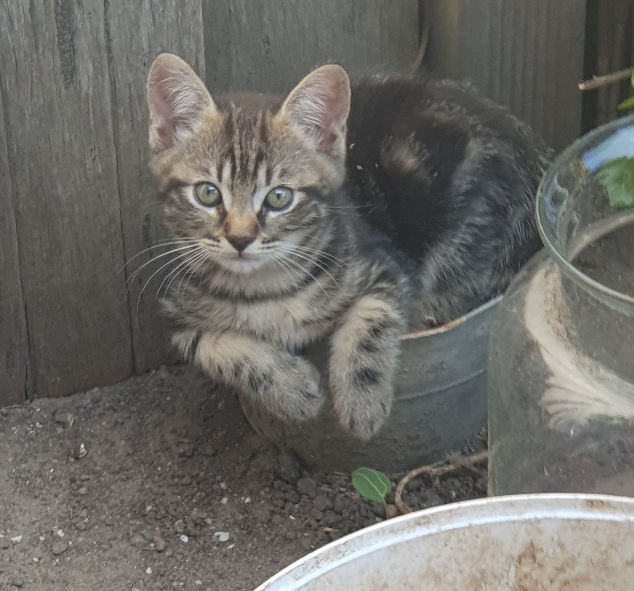 Kittens interesse ophalen mogelijk kitten poes poesjes poezen