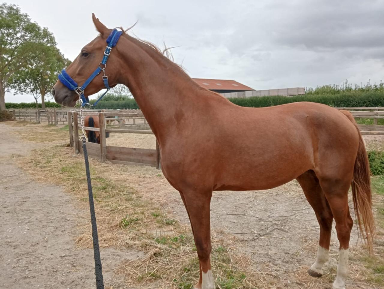 4 jarige merrie