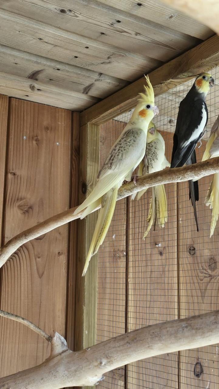Jonge valkparkietjes