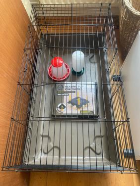 Kuikens benodigdheden hok warmteplaat drinkbak