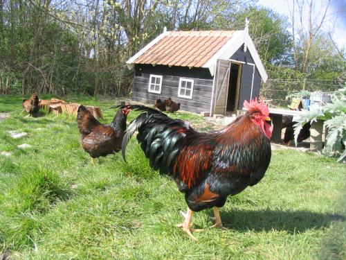 Broedeieren te koop van Barnevelder (groot - dubbel gezoomd)