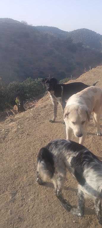 Alora Dog Rescue: Macho, deze knuffelbeer zoekt wil zo graag een thuis