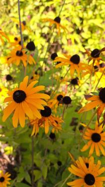 Rudbeckia geel