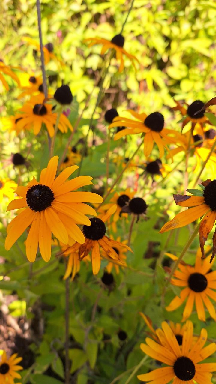 Rudbeckia geel