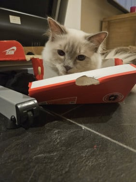 Lieve 100% ragdoll zoekt nieuw huisje