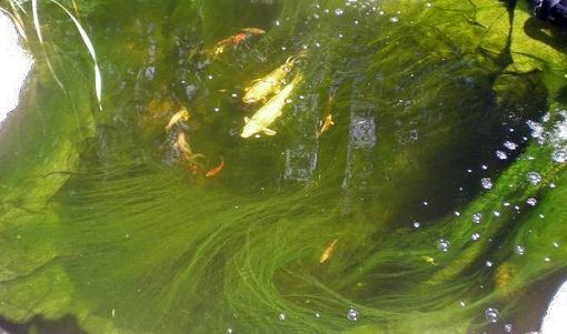 Pond Support Bacto Gel 5L bacterie voor de vijver