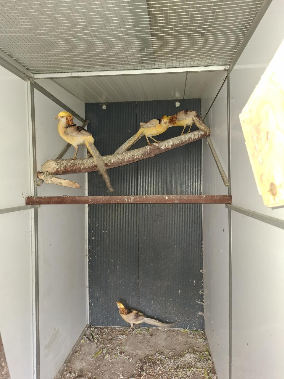 Diverse soorten fazanten