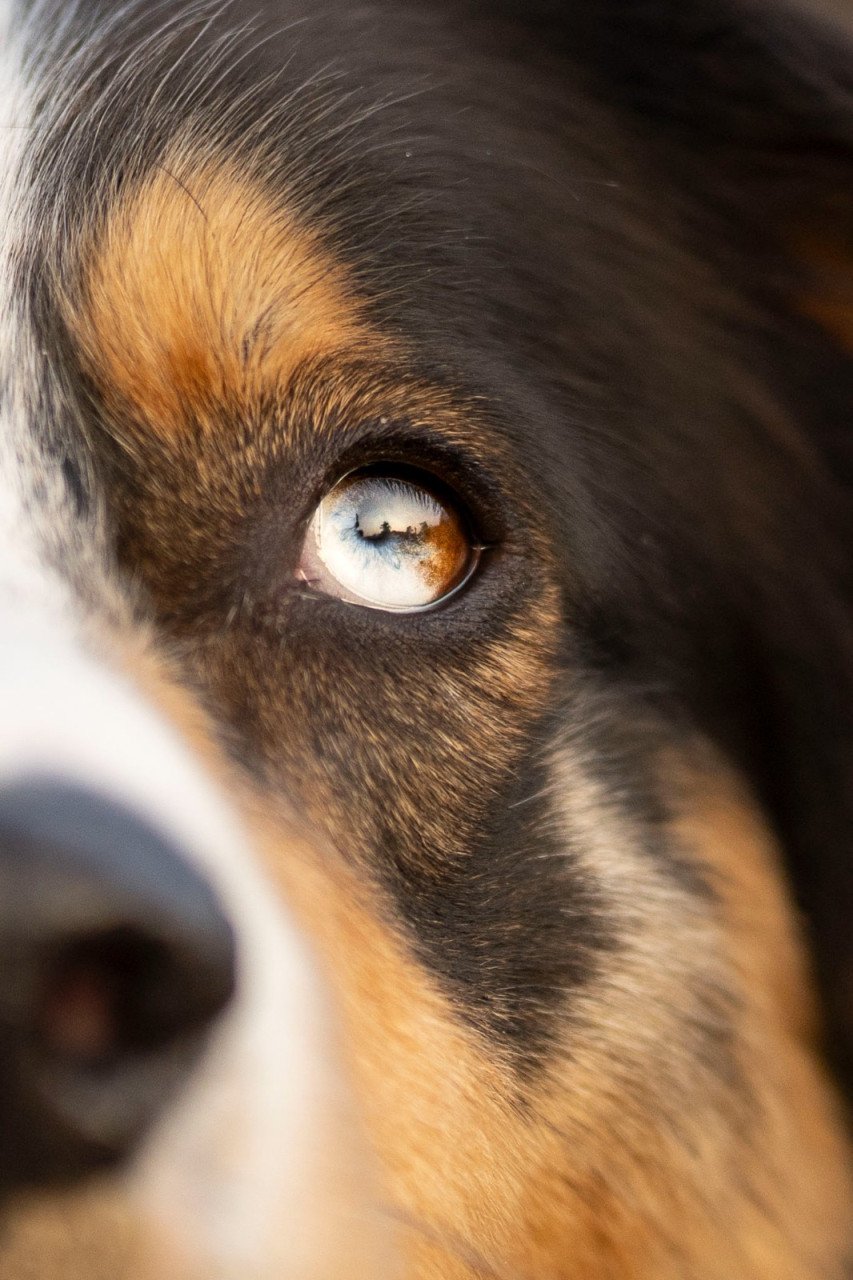 Nieuw huisje voor onze hond