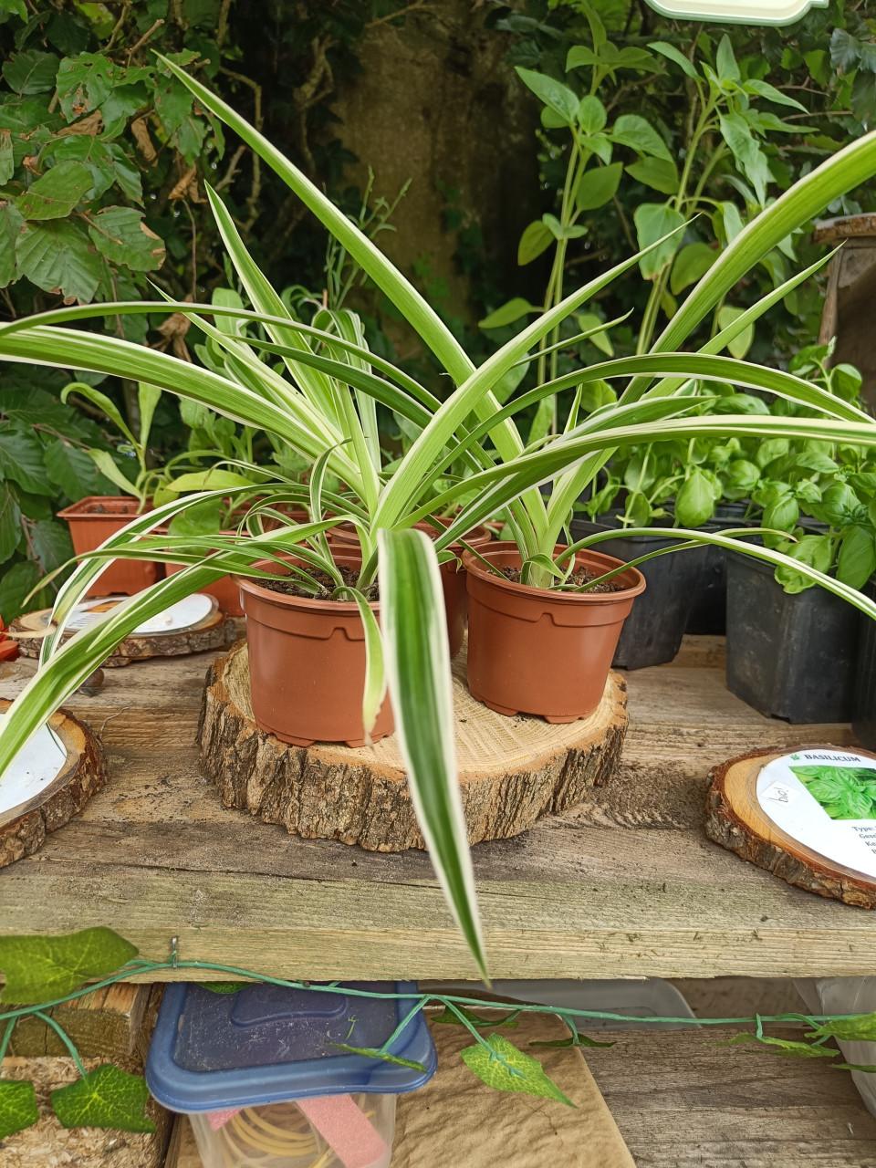 Kamerplantjes
