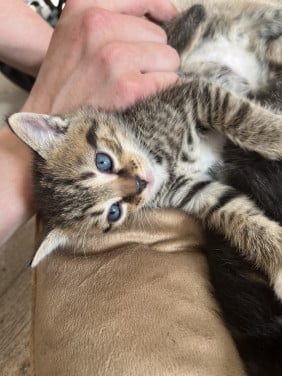 Kittens
