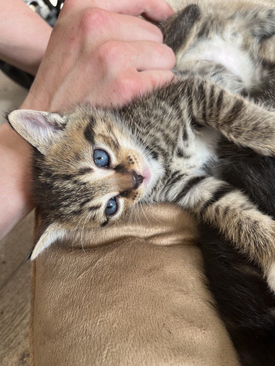 Kittens