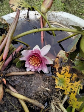 Waterlelie rode bloem