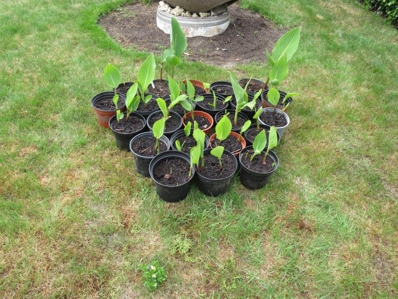Canna in pot