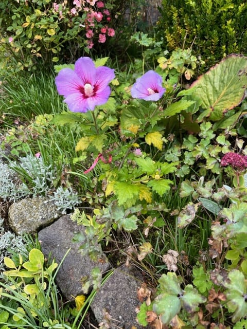 Hibiscus