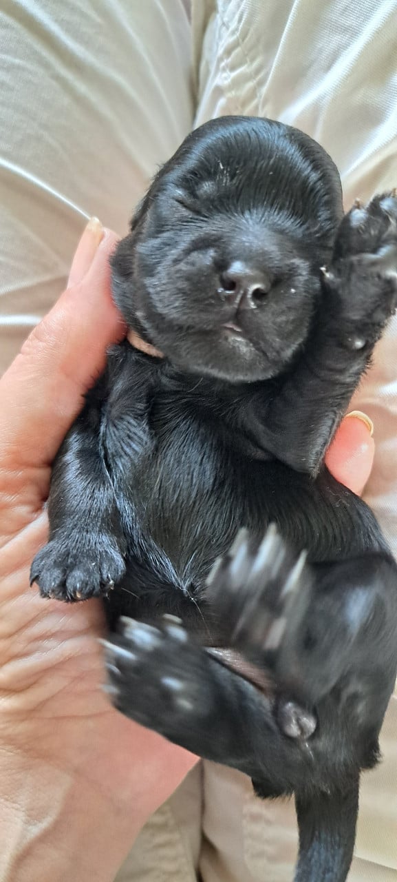 Boomer pups