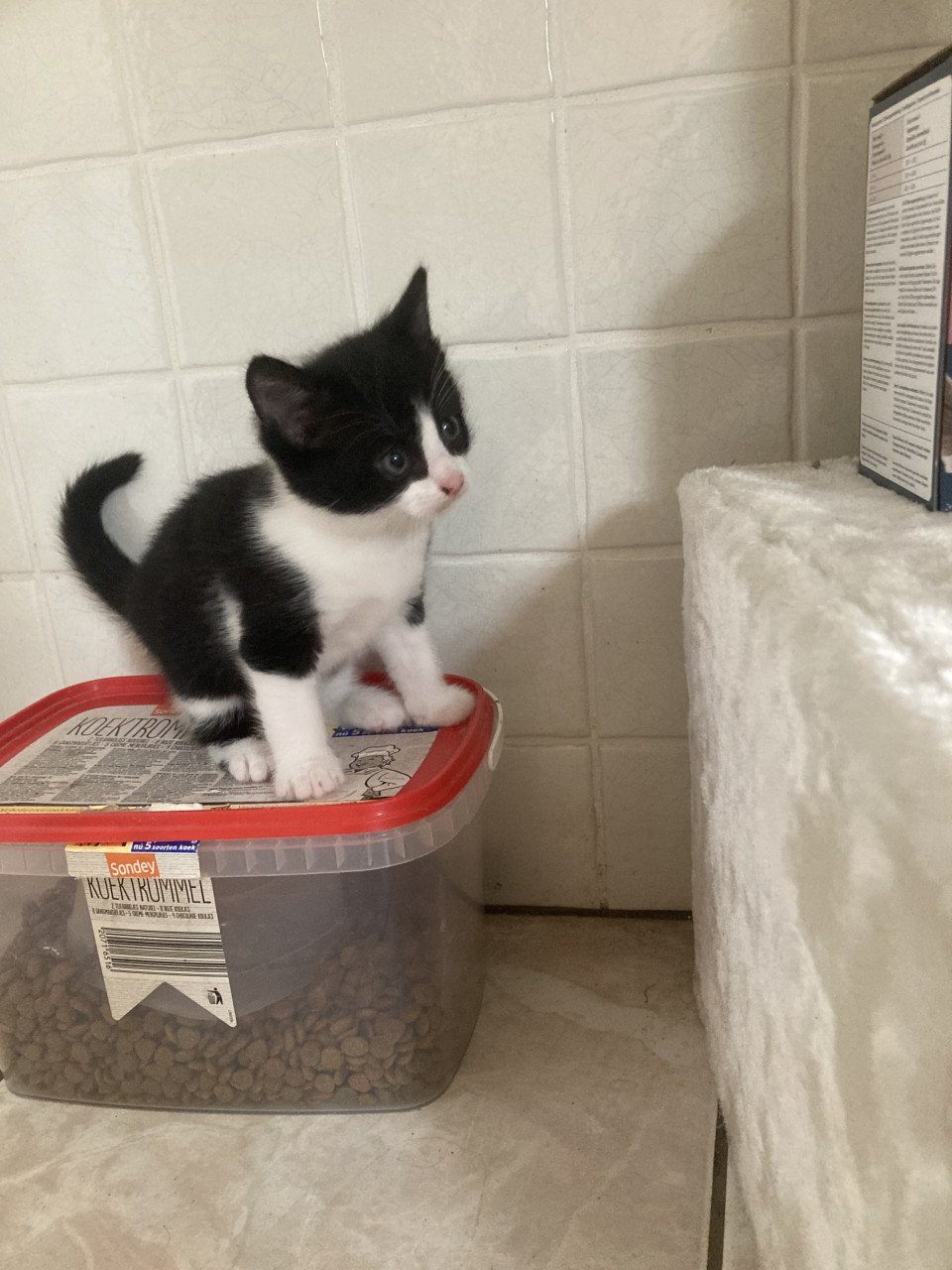 3 Lieve aanhankelijke Kittens