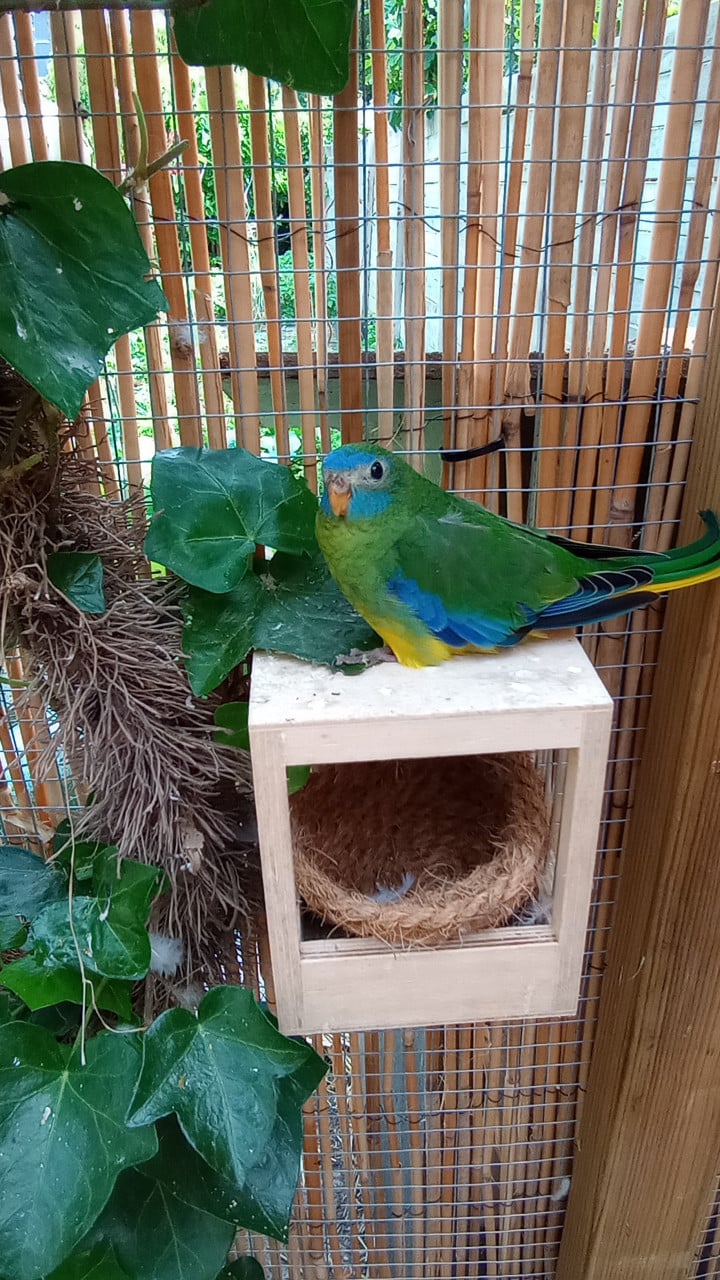 Jonge turquoisines