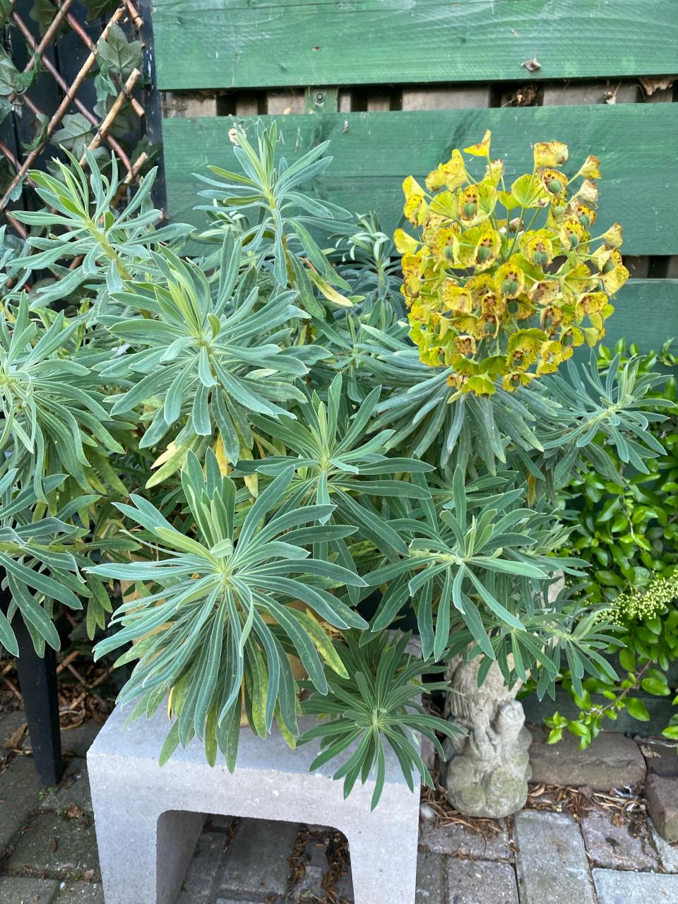 Euphorbia characias wulfenii