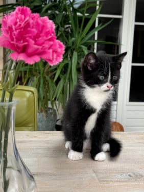 Kitten