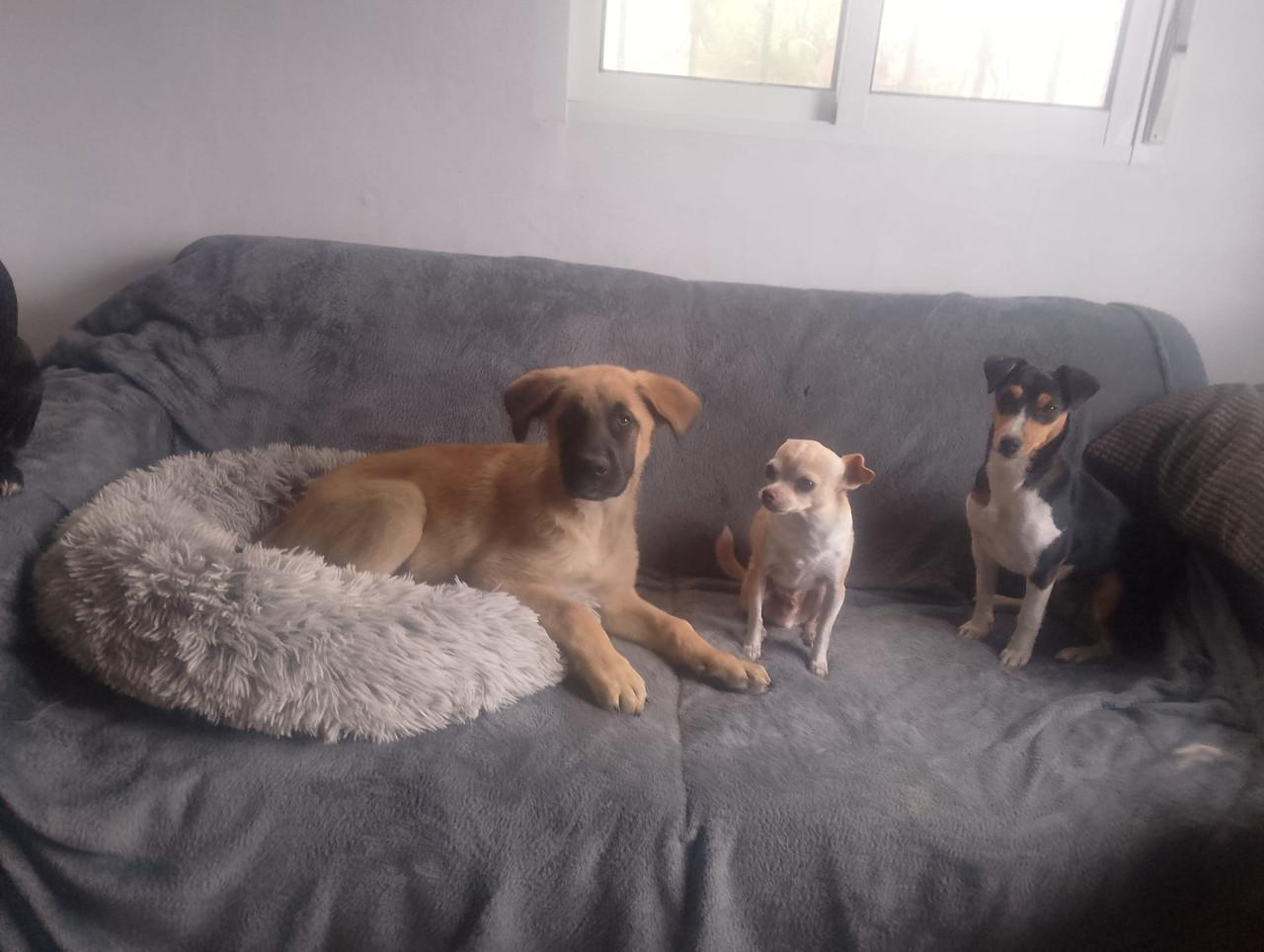 Alora Dog Rescue: Kleine Mischa, wie geeft haar een thuis?