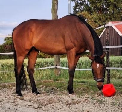 9 jarige ruin zoekt fijne stal en wei