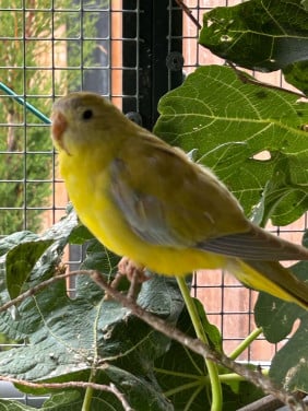 Turqusine parkieten cinnamon