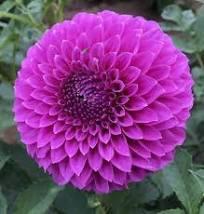 Dahlia's nog in vele soorten en kleuren, prijzen vanaf
