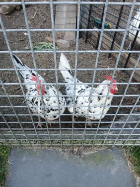 Bonte leghorns.