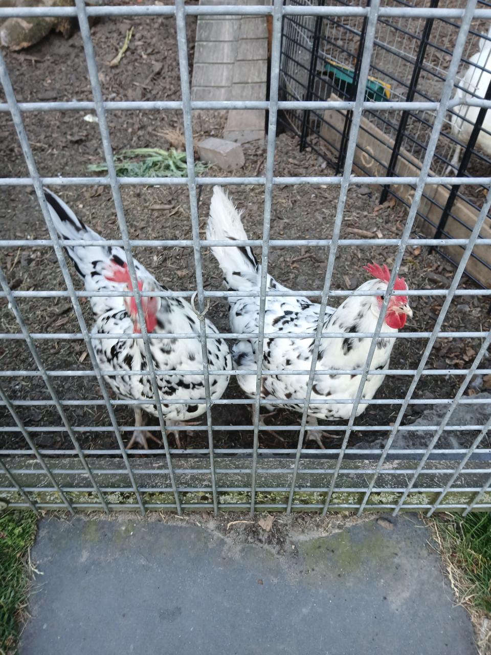 Bonte leghorns.