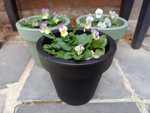 SALE: Leuke HERFST VIOLEN met BLOEMPOT zwart en groen !