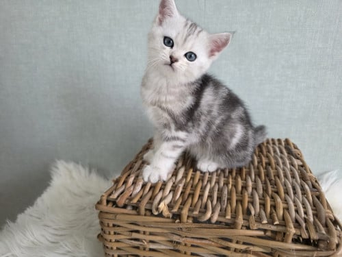 Brits korthaar kittens silver tabby (Whiskas)